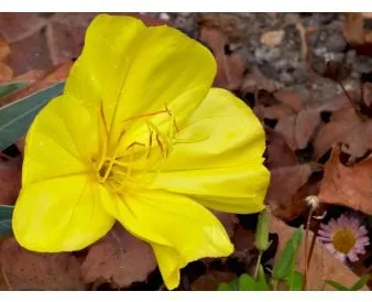 Krypande nattljusväxt